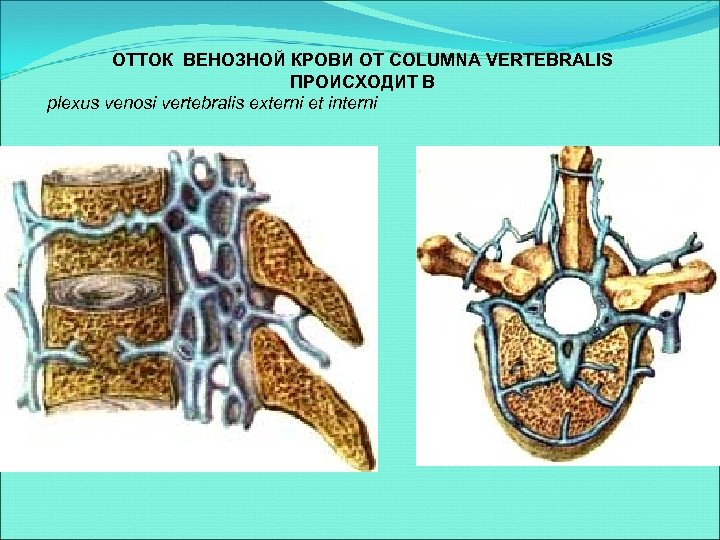 ОТТОК ВЕНОЗНОЙ КРОВИ ОТ COLUMNA VERTEBRALIS ПРОИСХОДИТ В plexus venosi vertebralis externi et interni