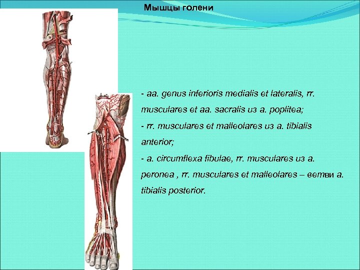 Мышцы голени - aa. genus inferioris medialis et lateralis, rr. musculares et aa. sacralis