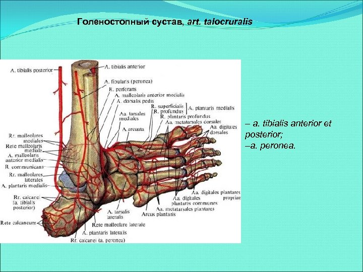 Голеностопный сустав, art. talocruralis – a. tibialis anterior et posterior; –a. peronea. 