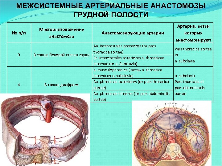 МЕЖСИСТЕМНЫЕ АРТЕРИАЛЬНЫЕ АНАСТОМОЗЫ ГРУДНОЙ ПОЛОСТИ № п/п 3 4 Месторасположение анастомоза Анастомозирующие артерии Aa.