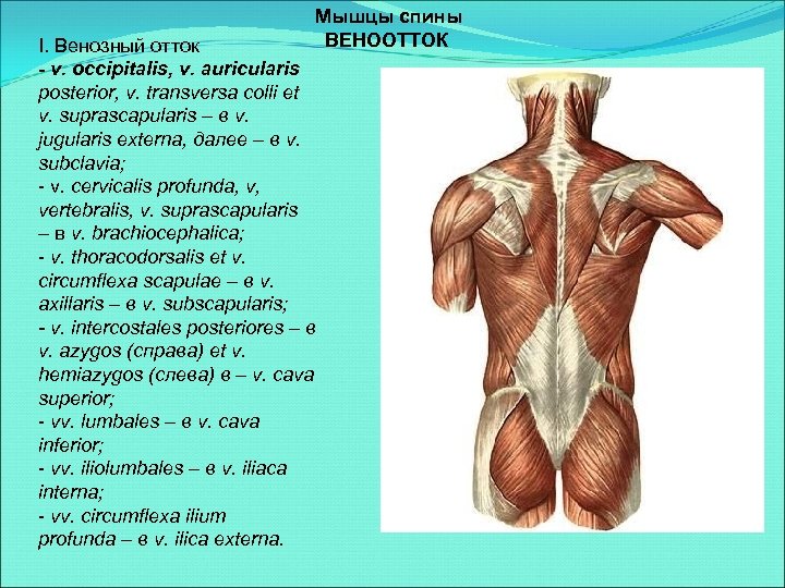 Мышцы спины ВЕНООТТОК I. Венозный отток - v. occipitalis, v. auricularis posterior, v. transversa