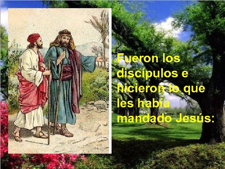 Fueron los discípulos e hicieron lo que les había mandado Jesús: 