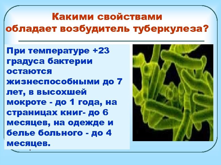 Какими свойствами обладает возбудитель туберкулеза? В отличие от других микробов, При температуре +23 микобактерия