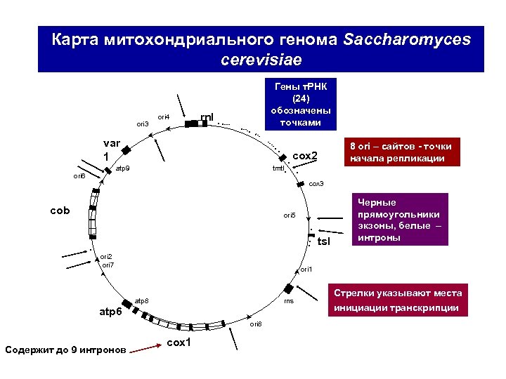 Карта митохондриального генома Saccharomyces cerevisiae ori 3 ori 4 Гены т. РНК (24) обозначены