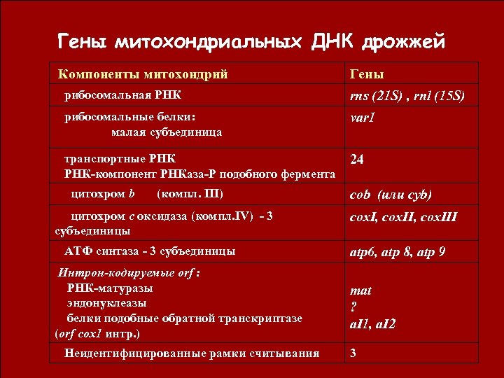 Гены митохондриальных ДНК дрожжей Компоненты митохондрий Гены рибосомальная РНК rns (21 S) , rnl