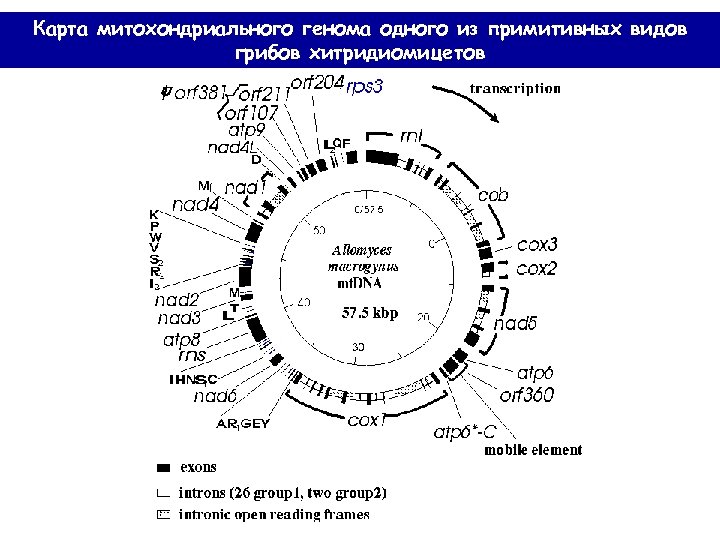 Карта митохондриального генома одного из примитивных видов грибов хитридиомицетов 