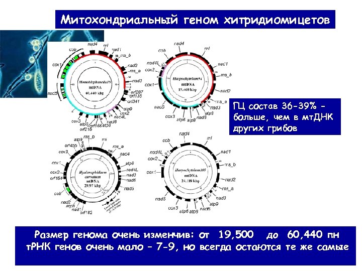 Митохондриальный геном хитридиомицетов ГЦ cостав 36 -39% больше, чем в мт. ДНК других грибов
