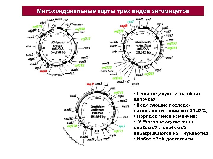 Митохондриальные карты трех видов зигомицетов • Гены кодируются на обеих цепочках; • Кодирующие последовательности