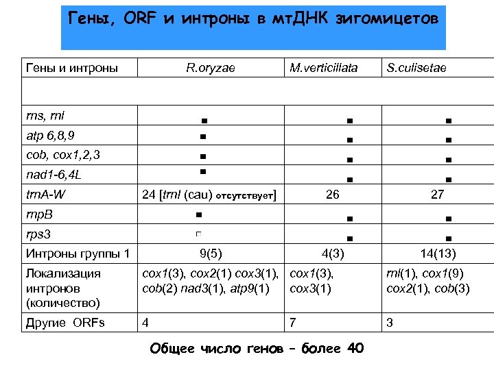 Гены, ORF и интроны в мт. ДНК зигомицетов Гены и интроны R. oryzae M.