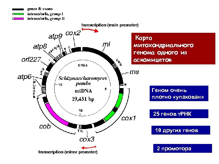  Карта митохондриального генома одного из аскомицетов Геном очень плотно «упакован» 25 генов т.