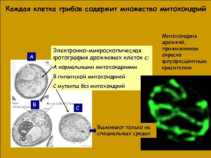 Каждая клетка грибов содержит множество митохондрий А Электронно-микроскопическая фотография дрожжевых клеток с: А нормальными