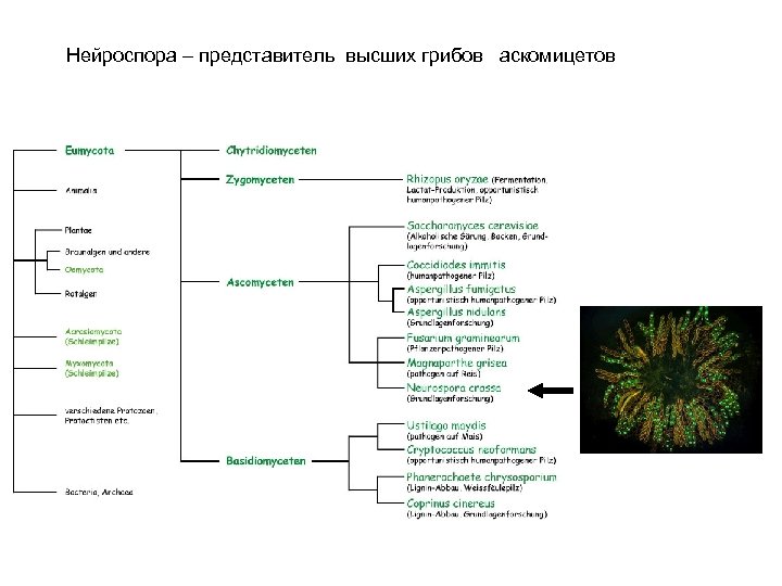 Нейроспора – представитель высших грибов аскомицетов 