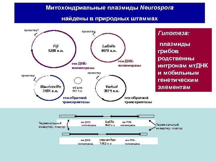 Митохондриальные плазмиды Neurospora найдены в природных штаммах промотер? промотер Fiji 5268 п. н. Гипотеза: