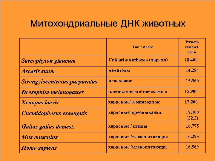 Митохондриальные ДНК животных Тип / класс Размер генома, т. п. н. Sarcophyton glaucum Cnidaria/Anthozoa