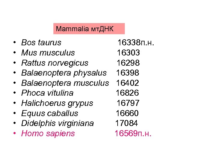 Mammalia мт. ДНК • • • Bos taurus Mus musculus Rattus norvegicus Balaenoptera physalus