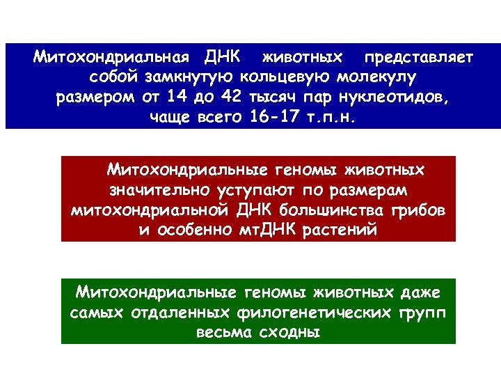 Митохондриальная ДНК животных представляет собой замкнутую кольцевую молекулу размером от 14 до 42 тысяч