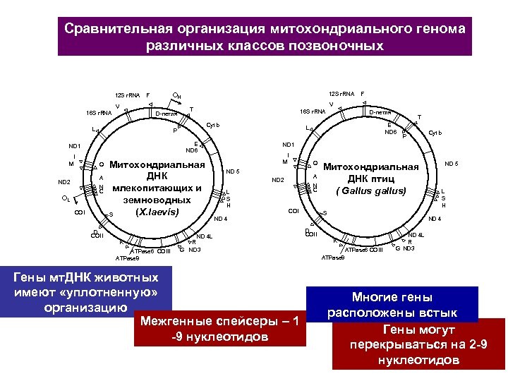 Сравнительная организация митохондриального генома различных классов позвоночных V 16 S r. RNA D-петля L