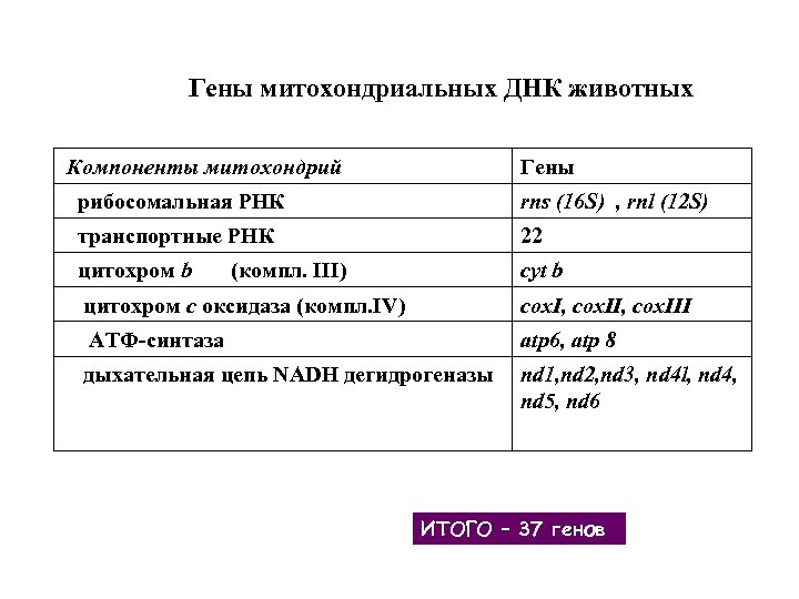  Гены митохондриальных ДНК животных Компоненты митохондрий Гены рибосомальная РНК rns (16 S) ,