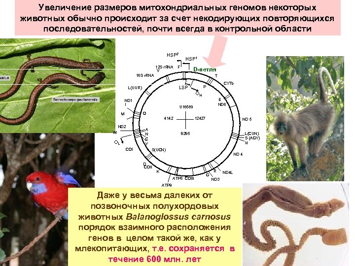 Увеличение размеров митохондриальных геномов некоторых животных обычно происходит за счет некодирующих повторяющихся последовательностей, почти