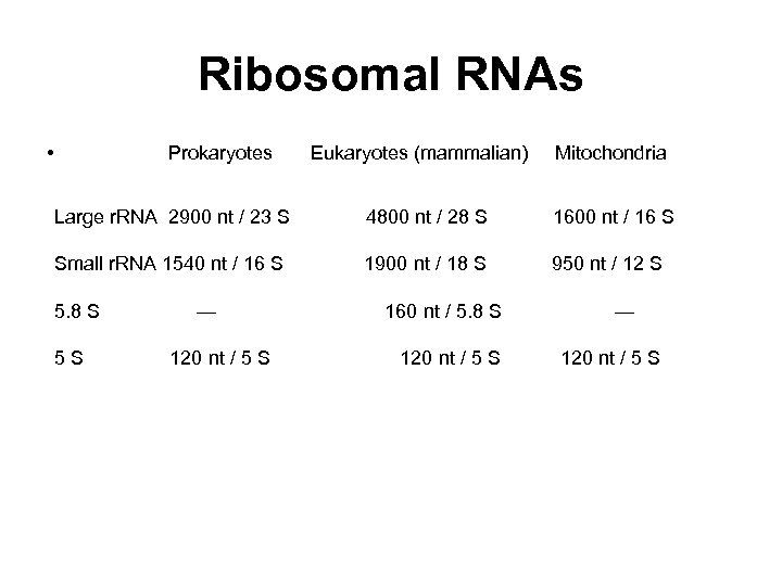 Ribosomal RNAs • Prokaryotes Eukaryotes (mammalian) Mitochondria Large r. RNA 2900 nt / 23