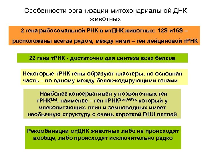 Особенности организации митохондриальной ДНК животных 2 гена рибосомальной РНК в мт. ДНК животных: 12
