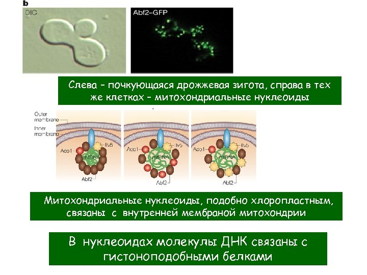 Слева – почкующаяся дрожжевая зигота, справа в тех же клетках – митохондриальные нуклеоиды Митохондриальные