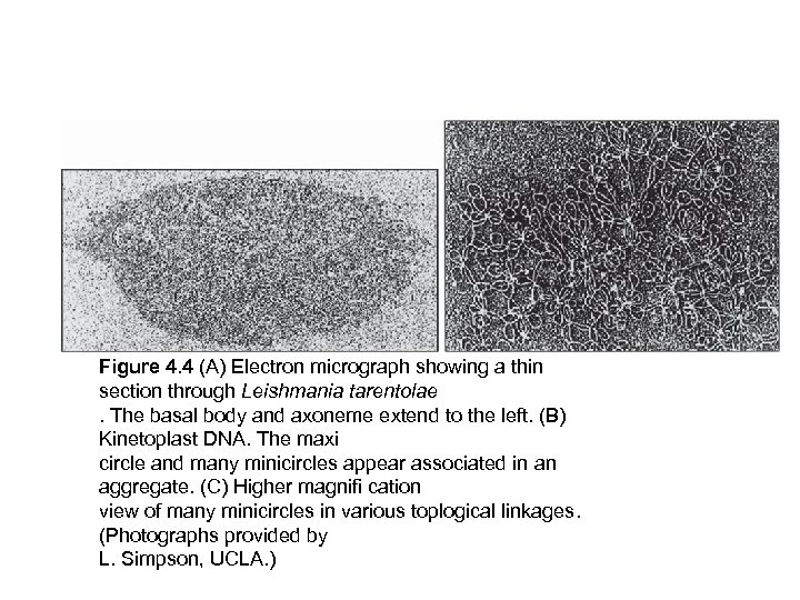 Figure 4. 4 (A) Electron micrograph showing a thin section through Leishmania tarentolae. The