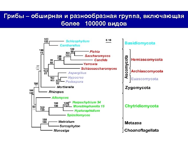 Грибы – обширная и разнообразная группа, включающая более 100000 видов 