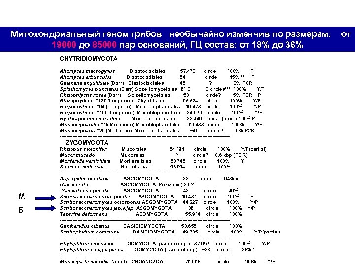  Митохондриальный геном грибов необычайно изменчив по размерам: от 19000 до 85000 пар оснований,