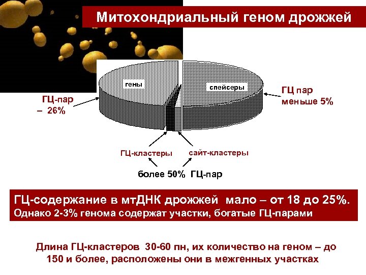 Митохондриальный геном дрожжей гены спейсеры ГЦ-пар – 26% ГЦ-кластеры ГЦ пар меньше 5% сайт-кластеры