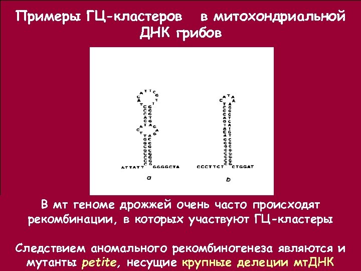 Грибы днк 2. Дрожжи структура генома.