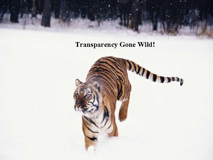 Transparency Gone Wild! 
