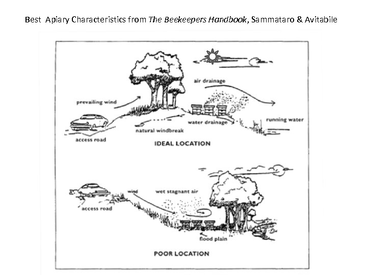 Best Apiary Characteristics from The Beekeepers Handbook, Sammataro & Avitabile 