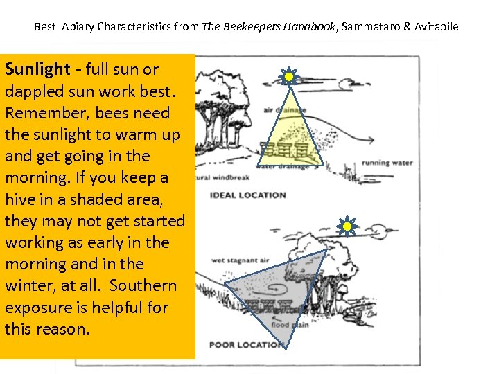 Best Apiary Characteristics from The Beekeepers Handbook, Sammataro & Avitabile Sunlight - full sun