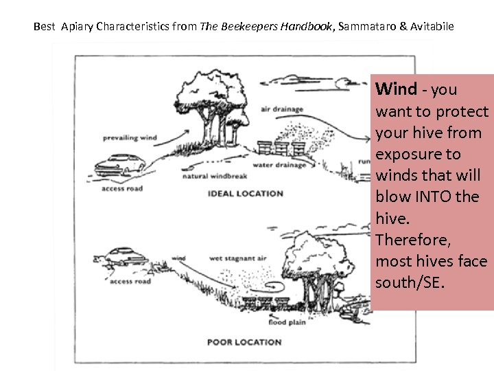 Best Apiary Characteristics from The Beekeepers Handbook, Sammataro & Avitabile Wind - you want