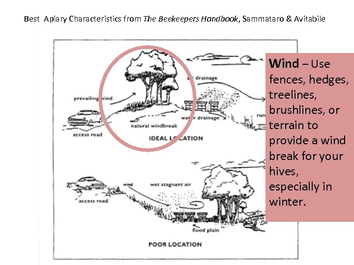 Best Apiary Characteristics from The Beekeepers Handbook, Sammataro & Avitabile Wind – Use fences,