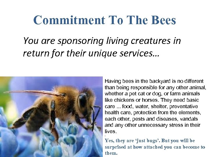 Commitment To The Bees You are sponsoring living creatures in return for their unique