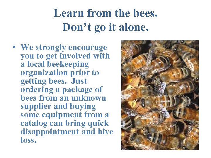 Learn from the bees. Don’t go it alone. • We strongly encourage you to