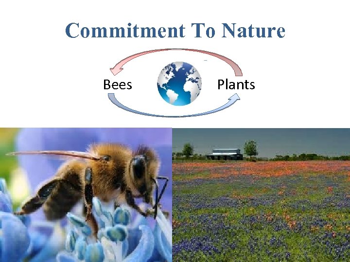 Commitment To Nature Bees Plants 