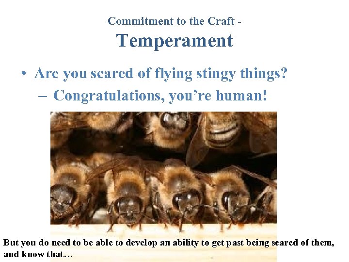 Commitment to the Craft - Temperament • Are you scared of flying stingy things?