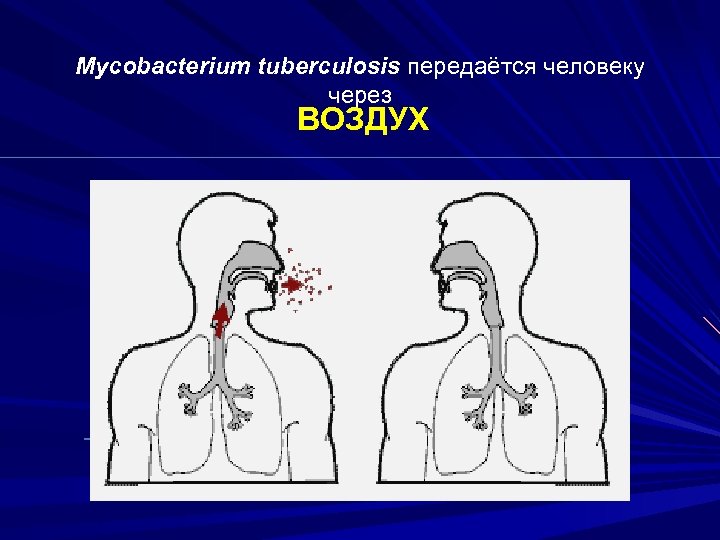 Mycobacterium tuberculosis передаётся человеку через ВОЗДУХ 