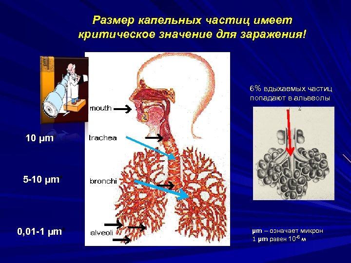Размер капельных частиц имеет критическое значение для заражения! 6% вдыхаемых частиц попадают в альвеолы
