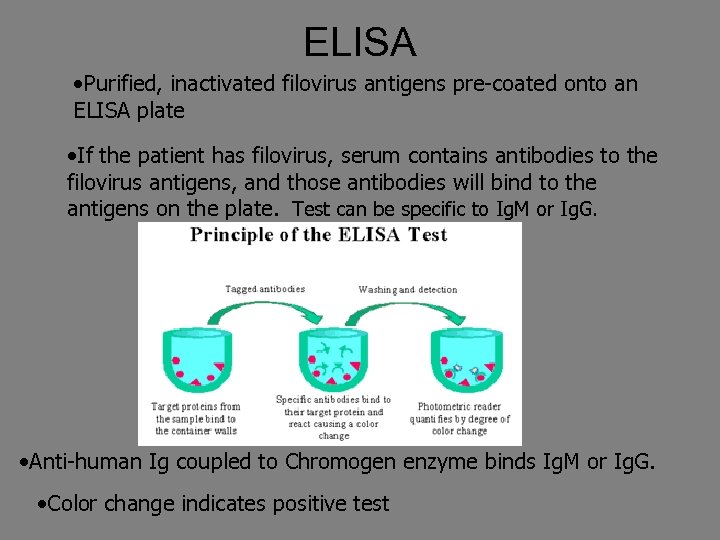 ELISA • Purified, inactivated filovirus antigens pre-coated onto an ELISA plate • If the