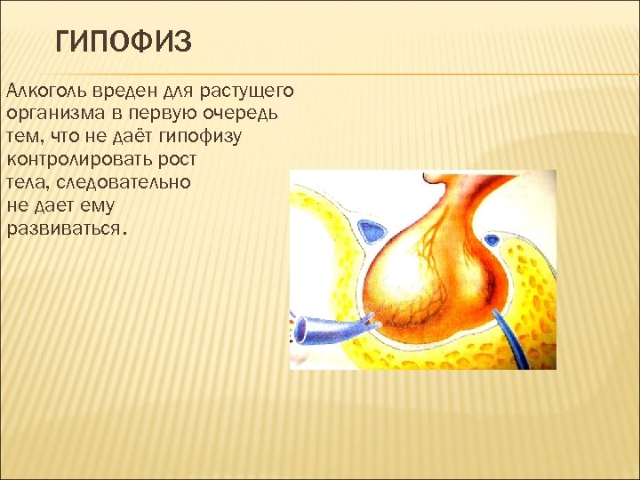 ГИПОФИЗ Алкоголь вреден для растущего организма в первую очередь тем, что не даёт гипофизу