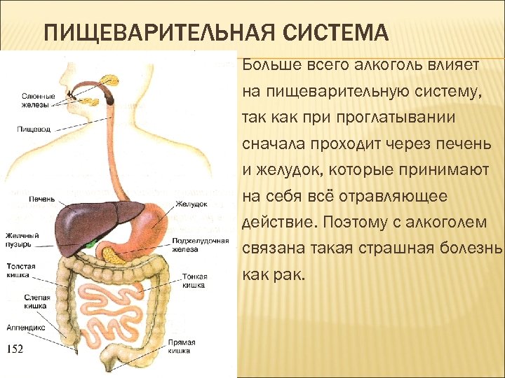 ПИЩЕВАРИТЕЛЬНАЯ СИСТЕМА Больше всего алкоголь влияет на пищеварительную систему, так как при проглатывании сначала
