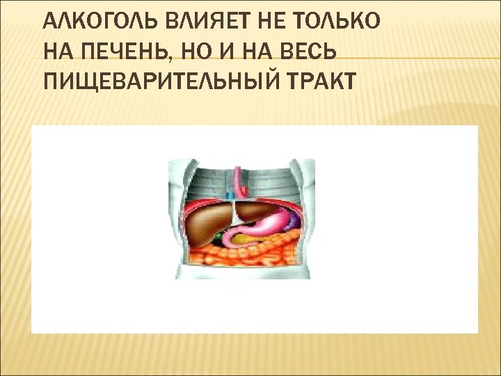 АЛКОГОЛЬ ВЛИЯЕТ НЕ ТОЛЬКО НА ПЕЧЕНЬ, НО И НА ВЕСЬ ПИЩЕВАРИТЕЛЬНЫЙ ТРАКТ 