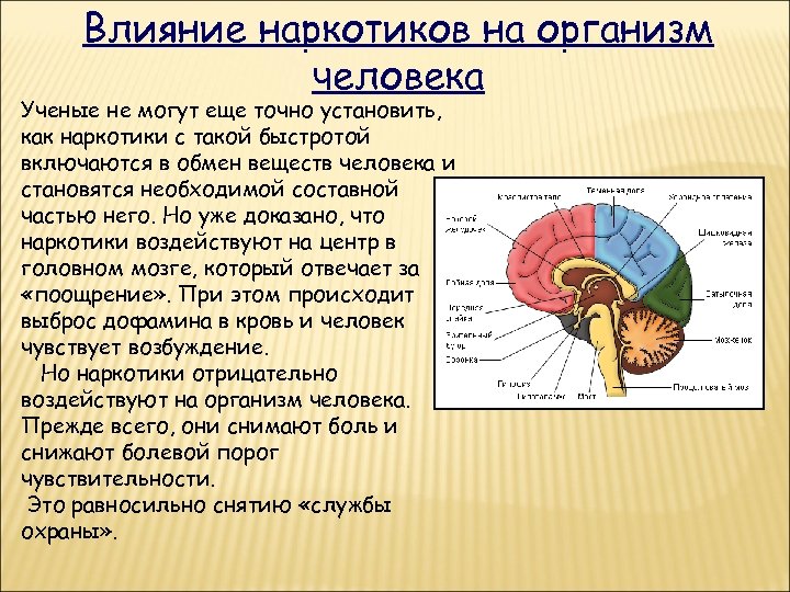 Влияние наркотиков на организм человека Ученые не могут еще точно установить, как наркотики с