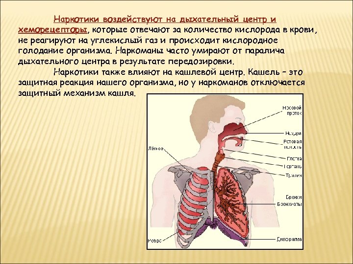Наркотики воздействуют на дыхательный центр и хеморецепторы, которые отвечают за количество кислорода в крови,