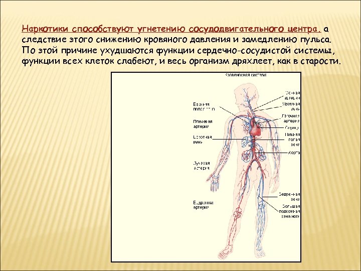 Наркотики способствуют угнетению сосудодвигательного центра, а следствие этого снижению кровяного давления и замедлению пульса.