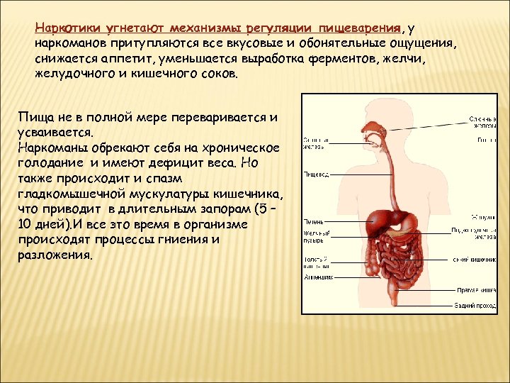 Наркотики угнетают механизмы регуляции пищеварения, у пищеварения наркоманов притупляются все вкусовые и обонятельные ощущения,